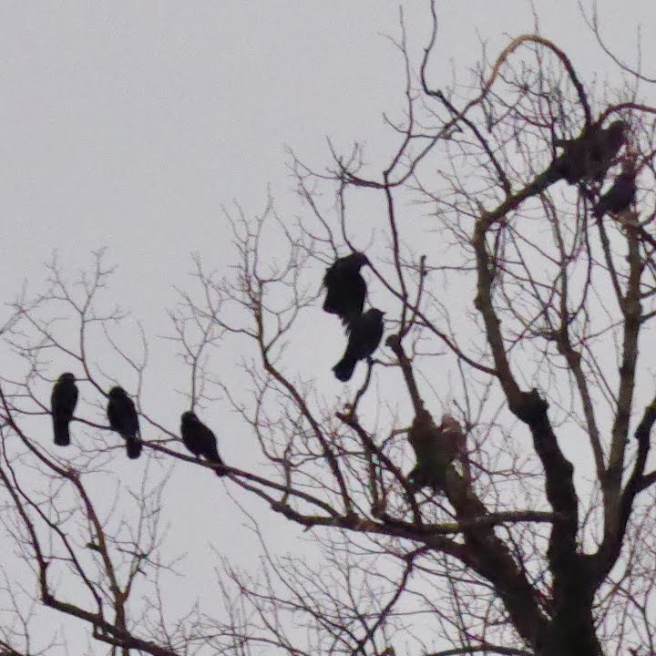 ROOKS - poem by Steve Day, video by Roger Philip Dennis