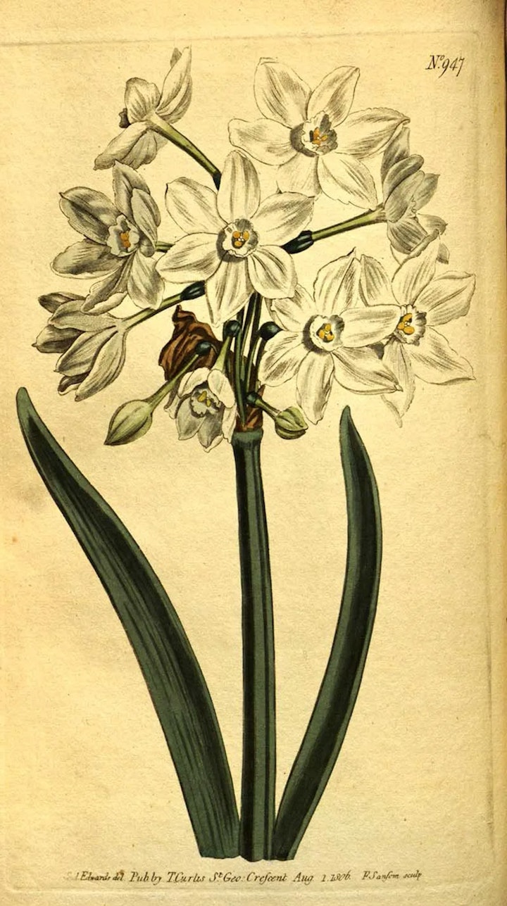 Narcissus Poeticus