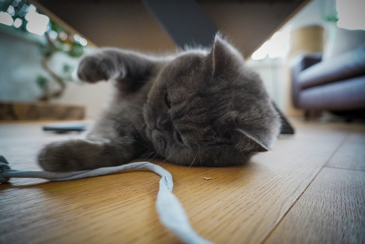The beautiful and fun Blue allowed me to make her this photo as she was playing with one of her most recent favorite toys.