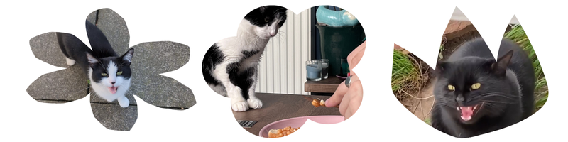 three images of cats in flower cutouts. a tuxedo cat meowing, a black cat meowing, and another tuxedo cat staring at a plate of beans.