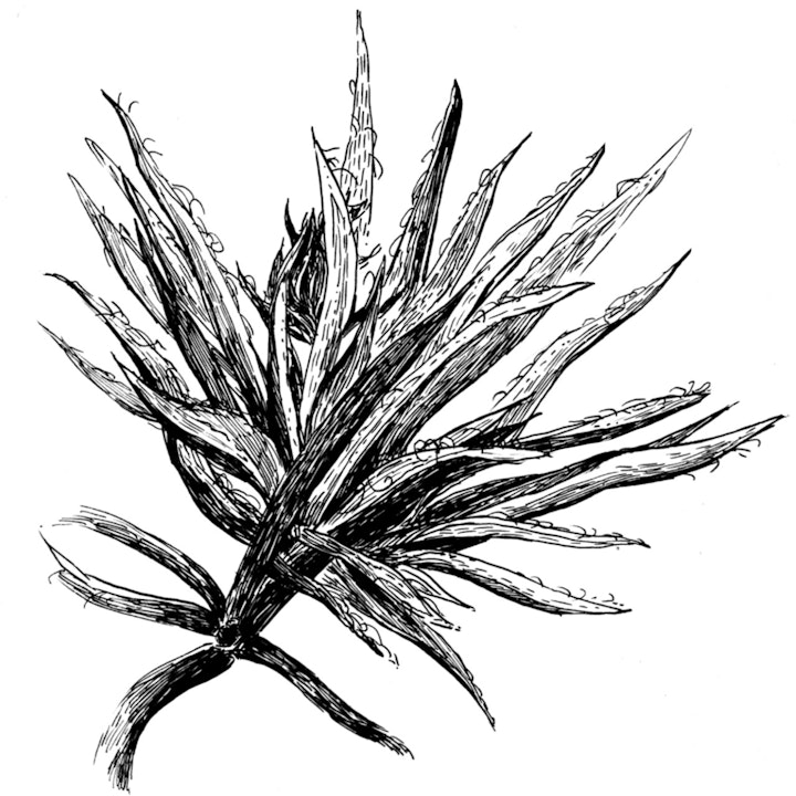 Yucca