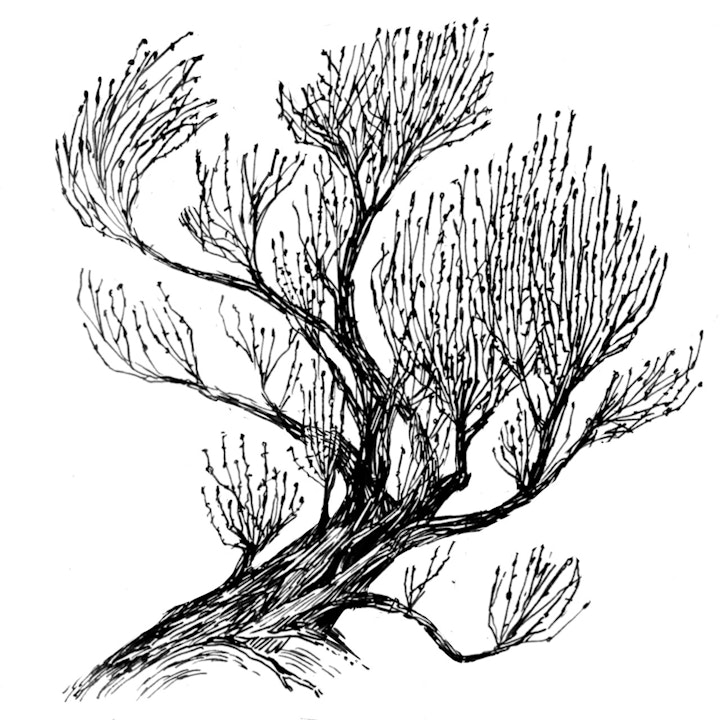 Ephedra.