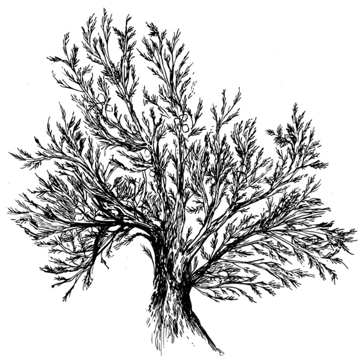 Juniper