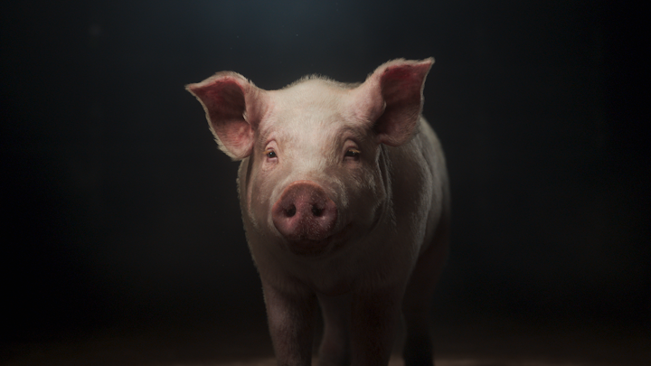 world animal protection - pig