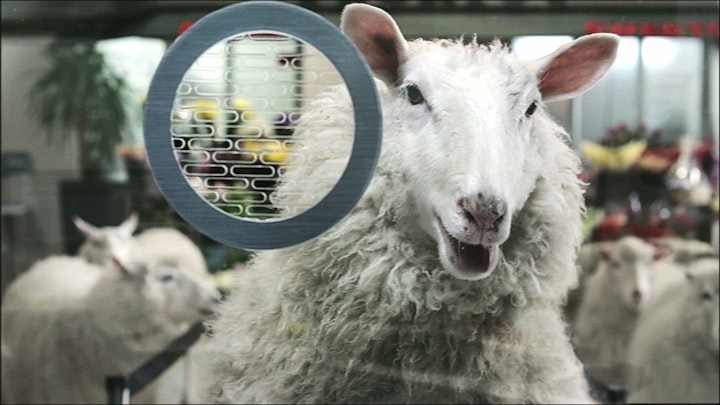 Trainline 'Sheep'