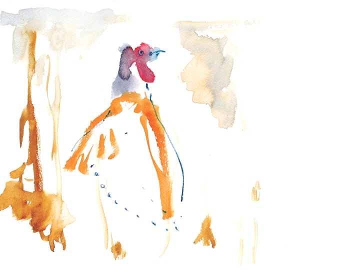 Pheasant