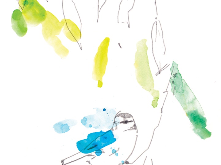 Bluetit