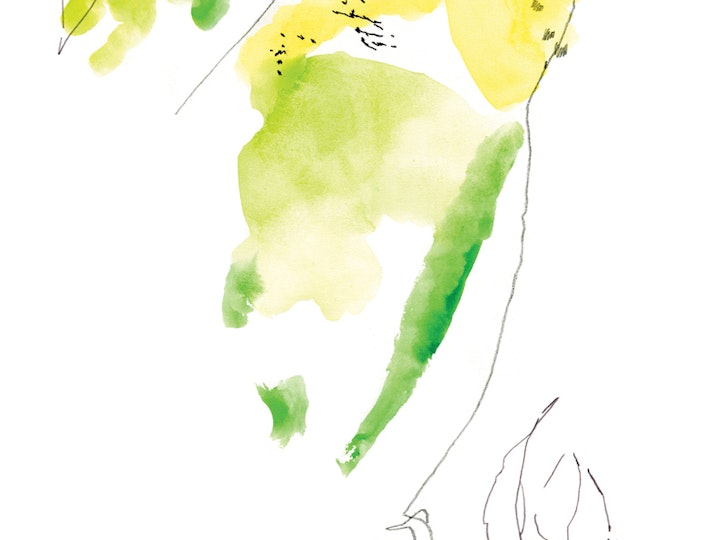 Budgie