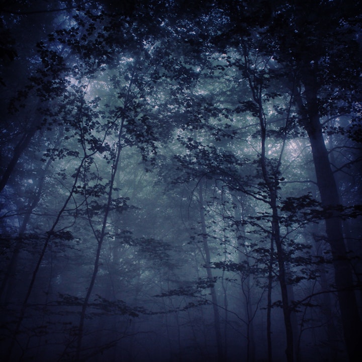 Foggy Trees - Montseny - Catalunya - 2014 - (iPhone)