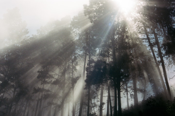 Ella to Kandy, Sri Lanka - Jan '19 - Pentax 35mm
