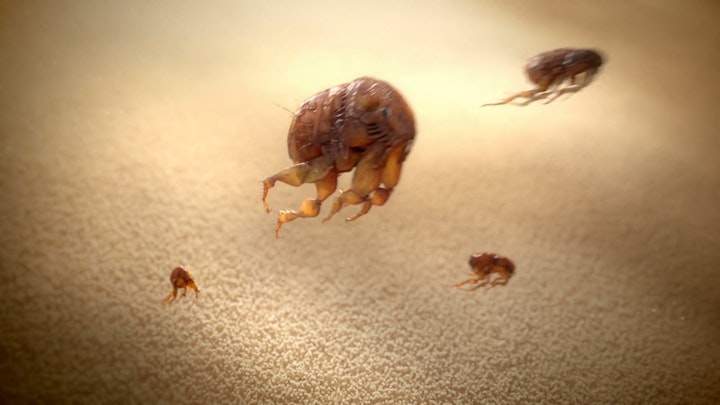 FRONTLINE - FLEAS ARE FAST