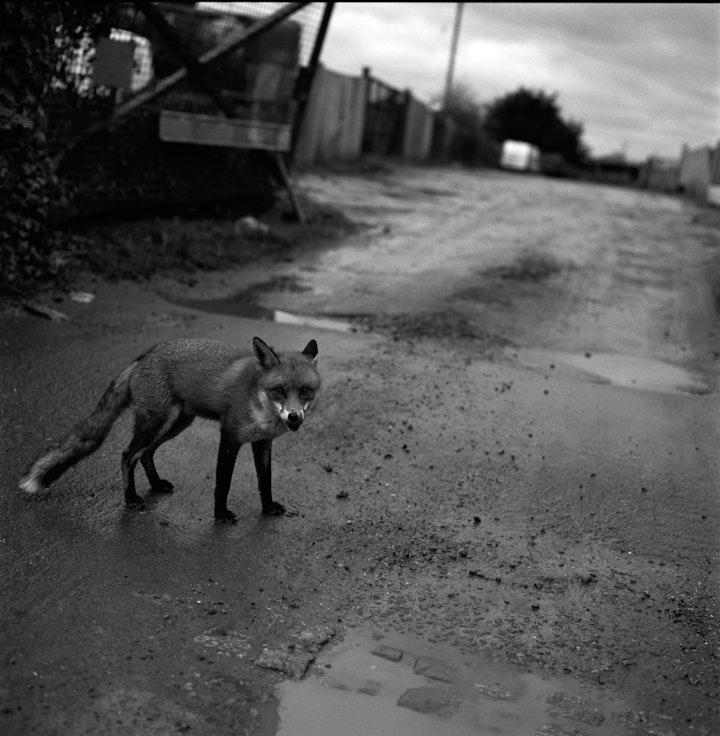 Website graded-52 - Essex. 35mm Tmax 400.