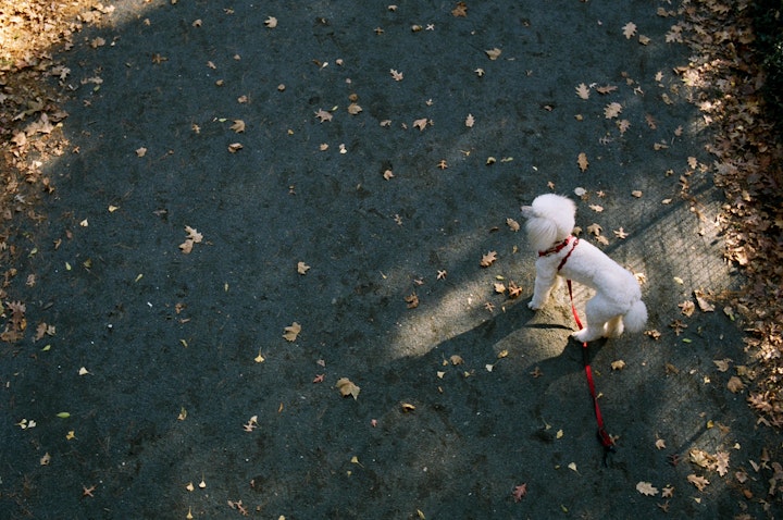 Poodle. Central Park. 35mm Portra 400.