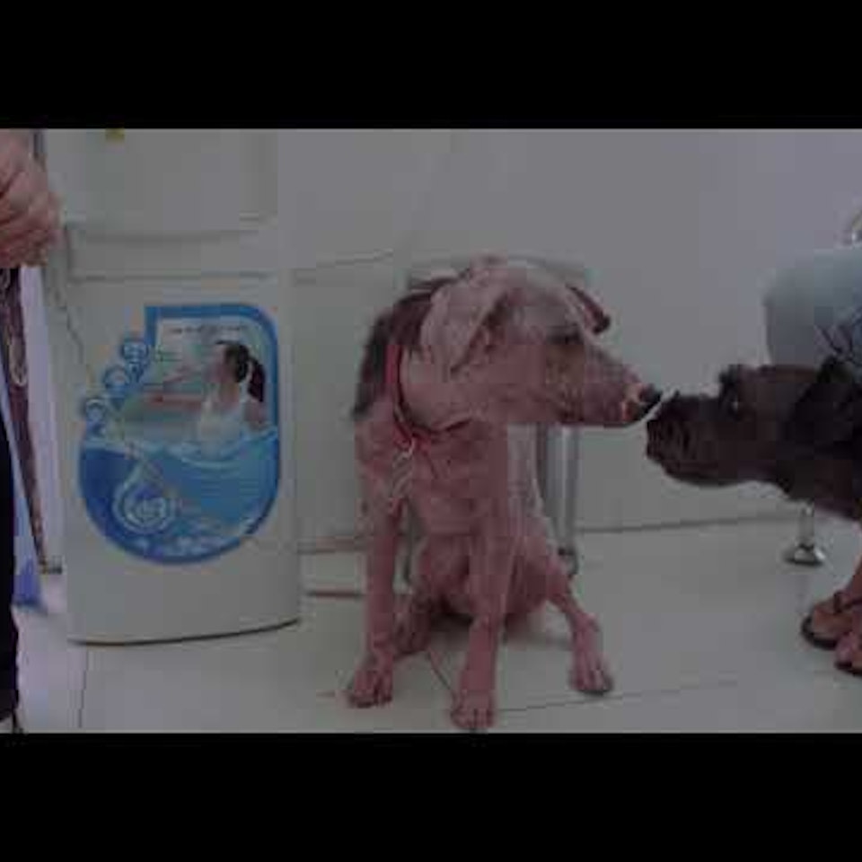 DIRECTOR: DOCUMENTARIES LAWS FOR PAWS documentary trailer 1