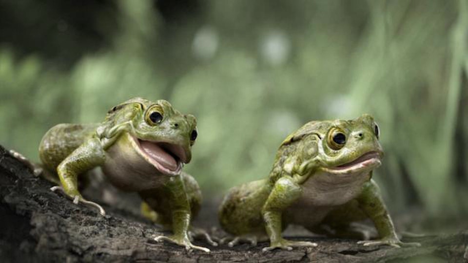 Honda - Frogs