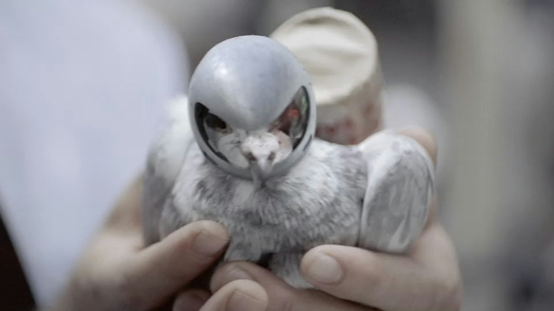 Fedex - Carrier Pigeon -
