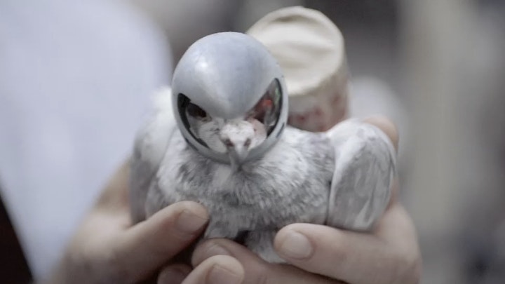 Fedex - Carrier Pigeon