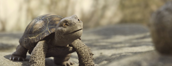 GEICO - Turtles Character Development