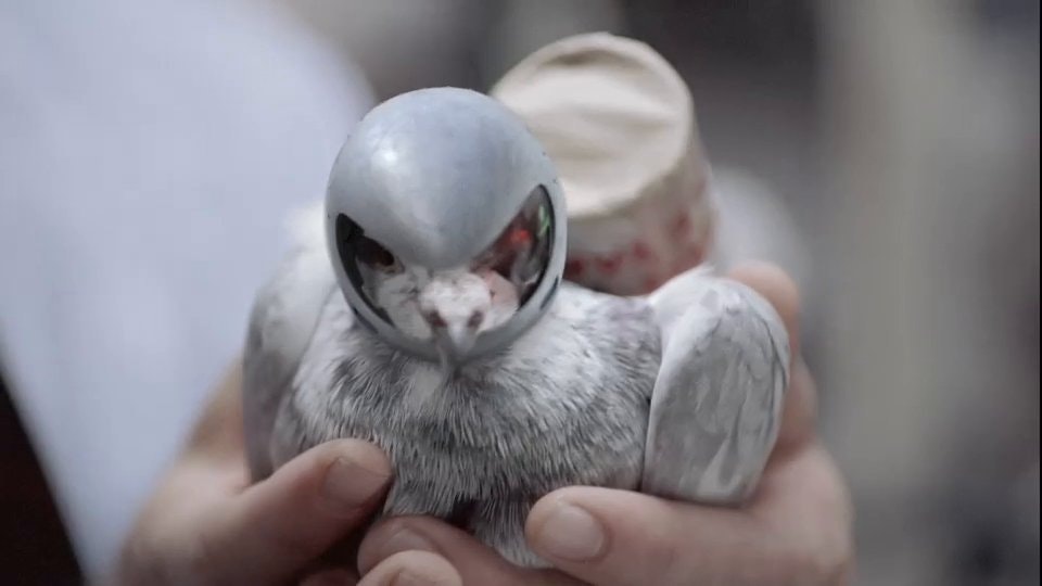 Fedex - Carrier Pigeon
