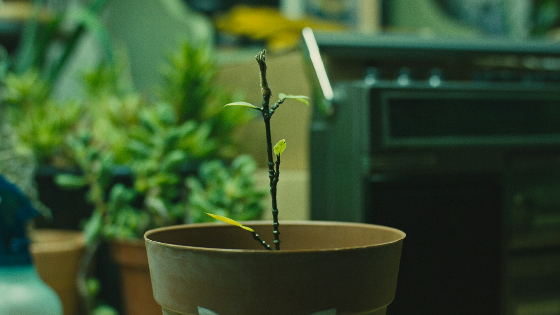 In Full Bloom Maegan Houang In Full Bloom Maegan Houang