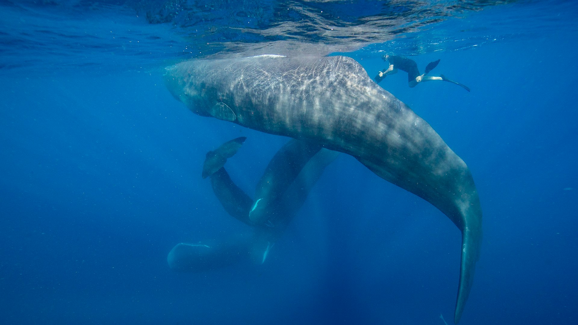 What Sperm Whales Can Teach Us About Humanity What Sperm Whales Can Teach Us About Humanity