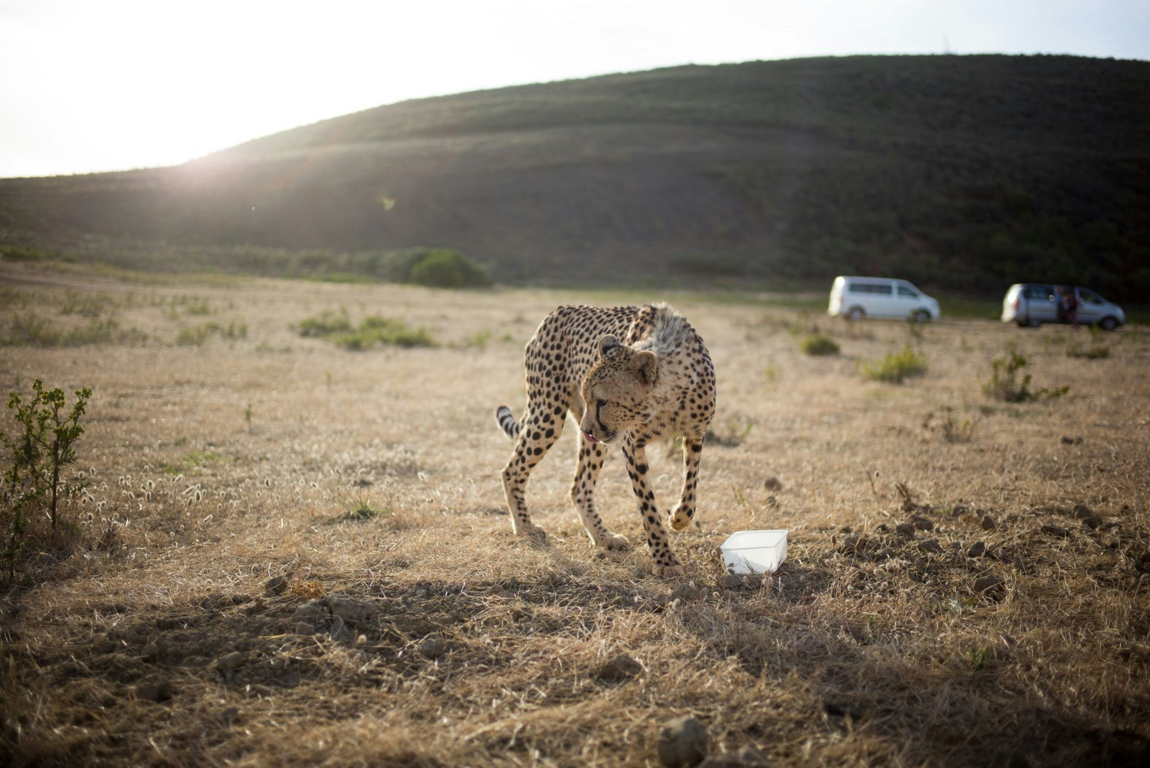 Charlie Crane Charlie Crane