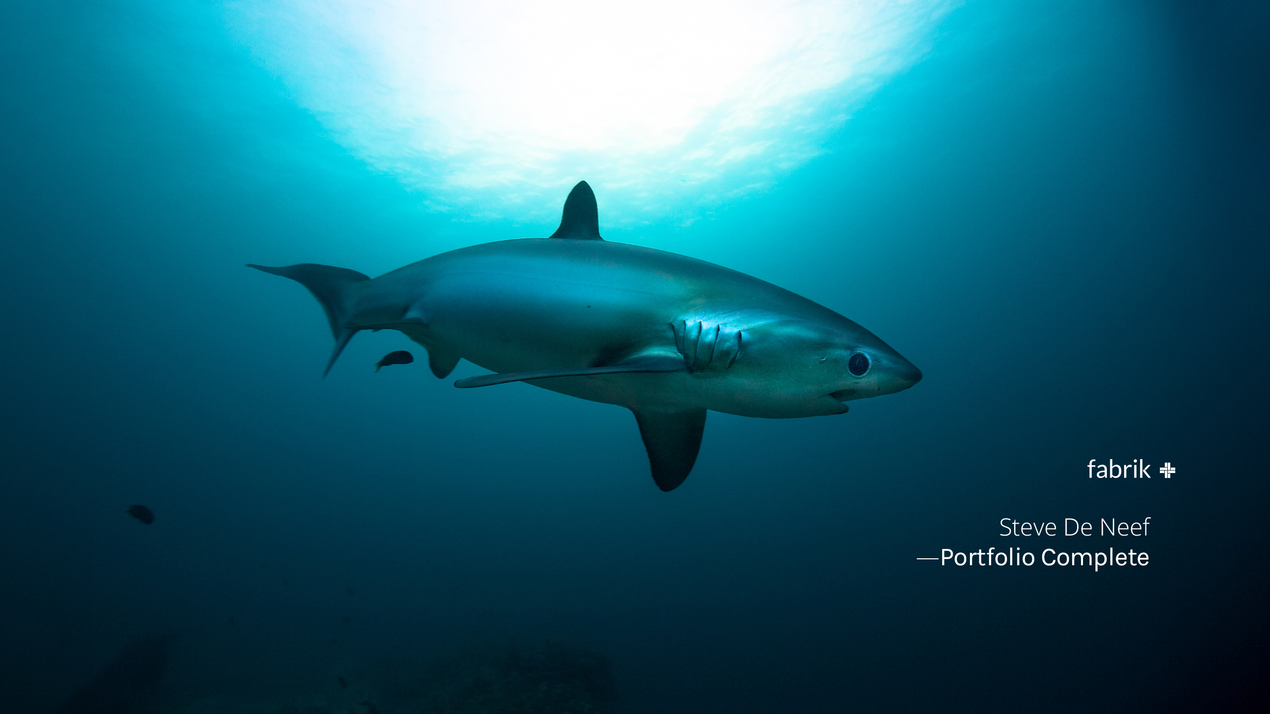 Steve De Neef Steve De Neef