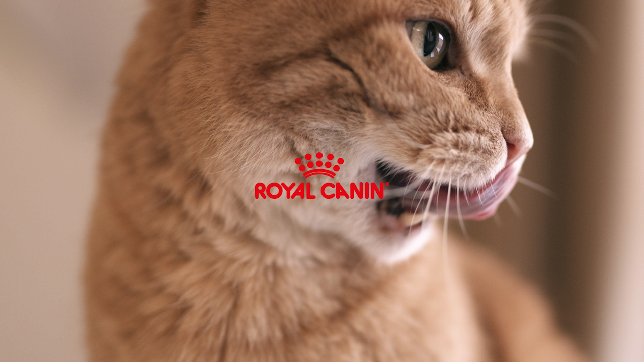 Royal Canin // Chiamami col mio Nome