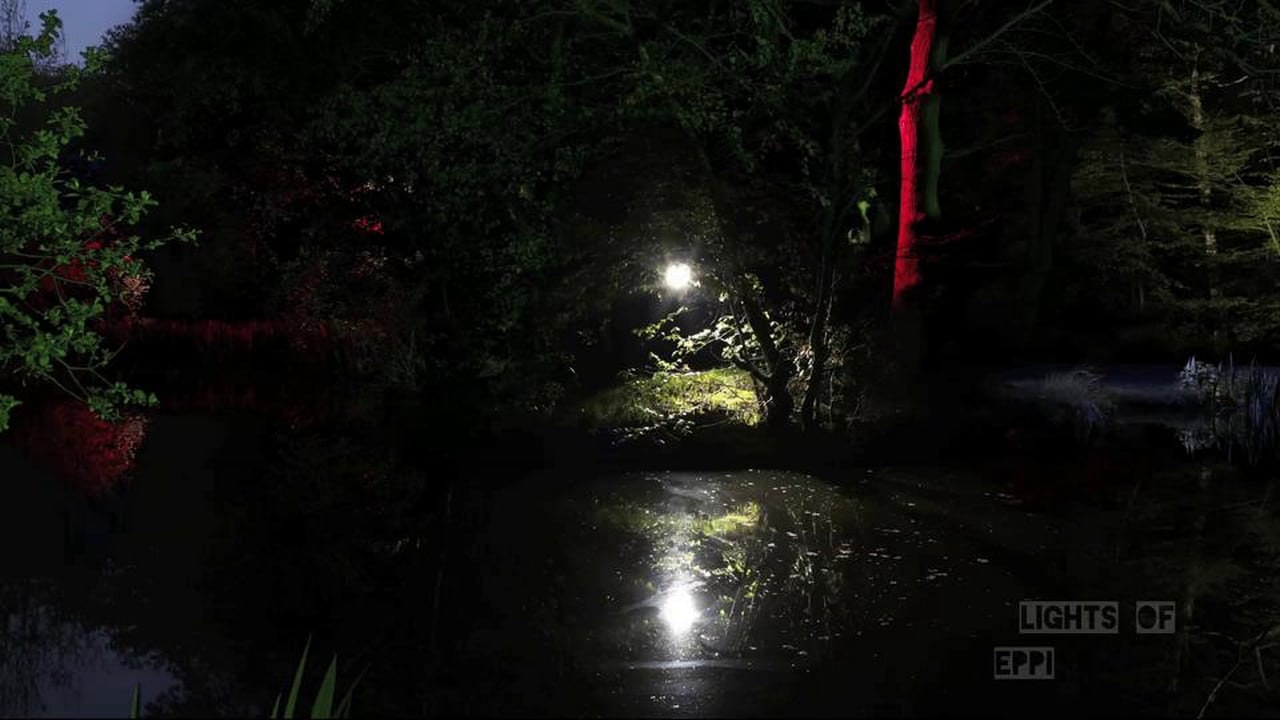 The Lights of Epping Forest