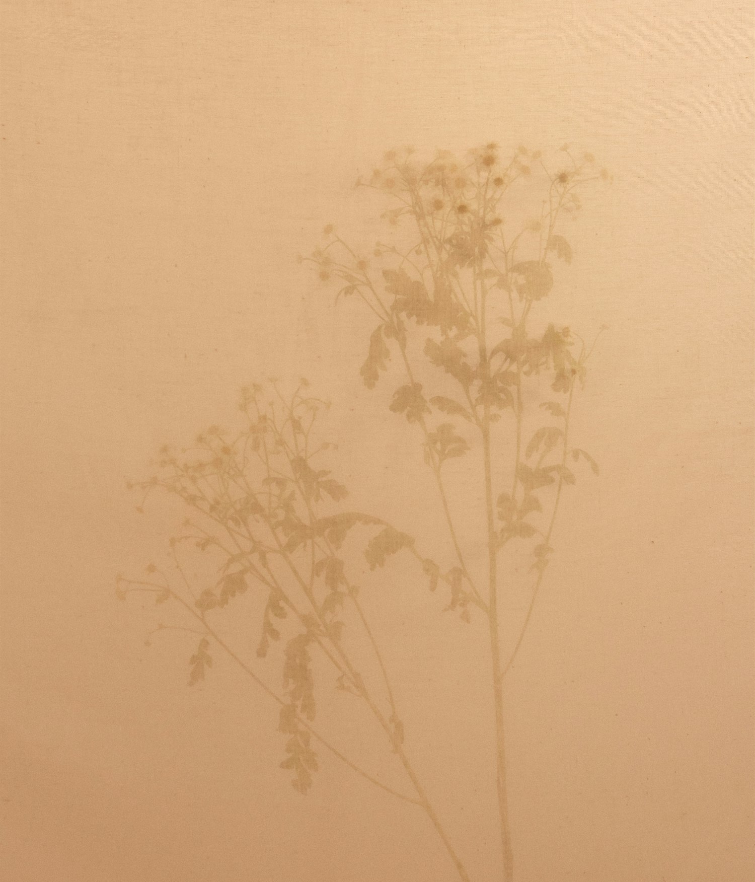 02_Camomile_Flower_086 -