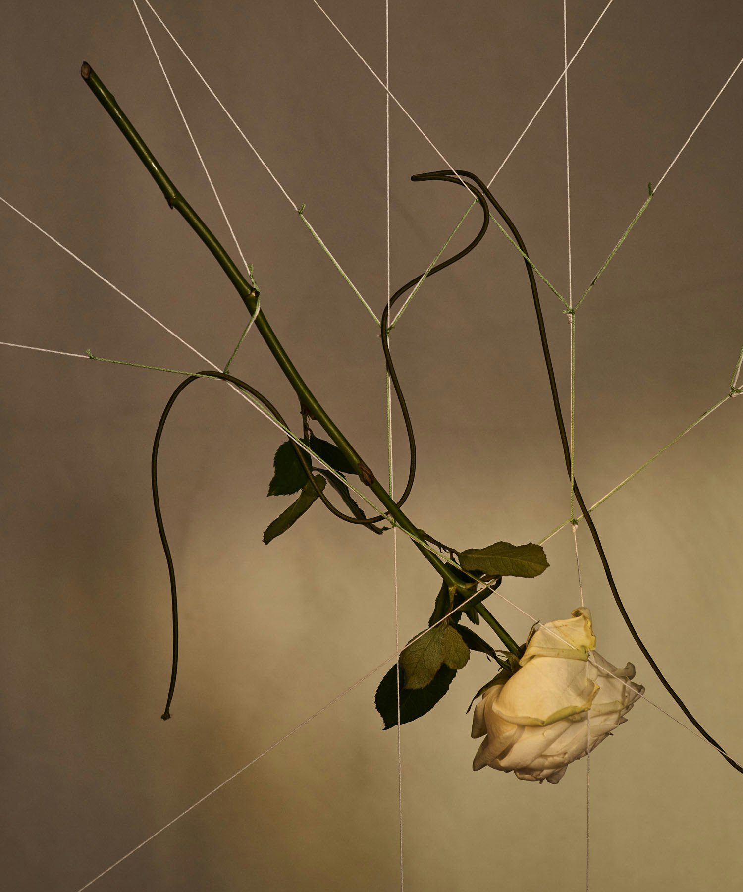 Fractal_1 -