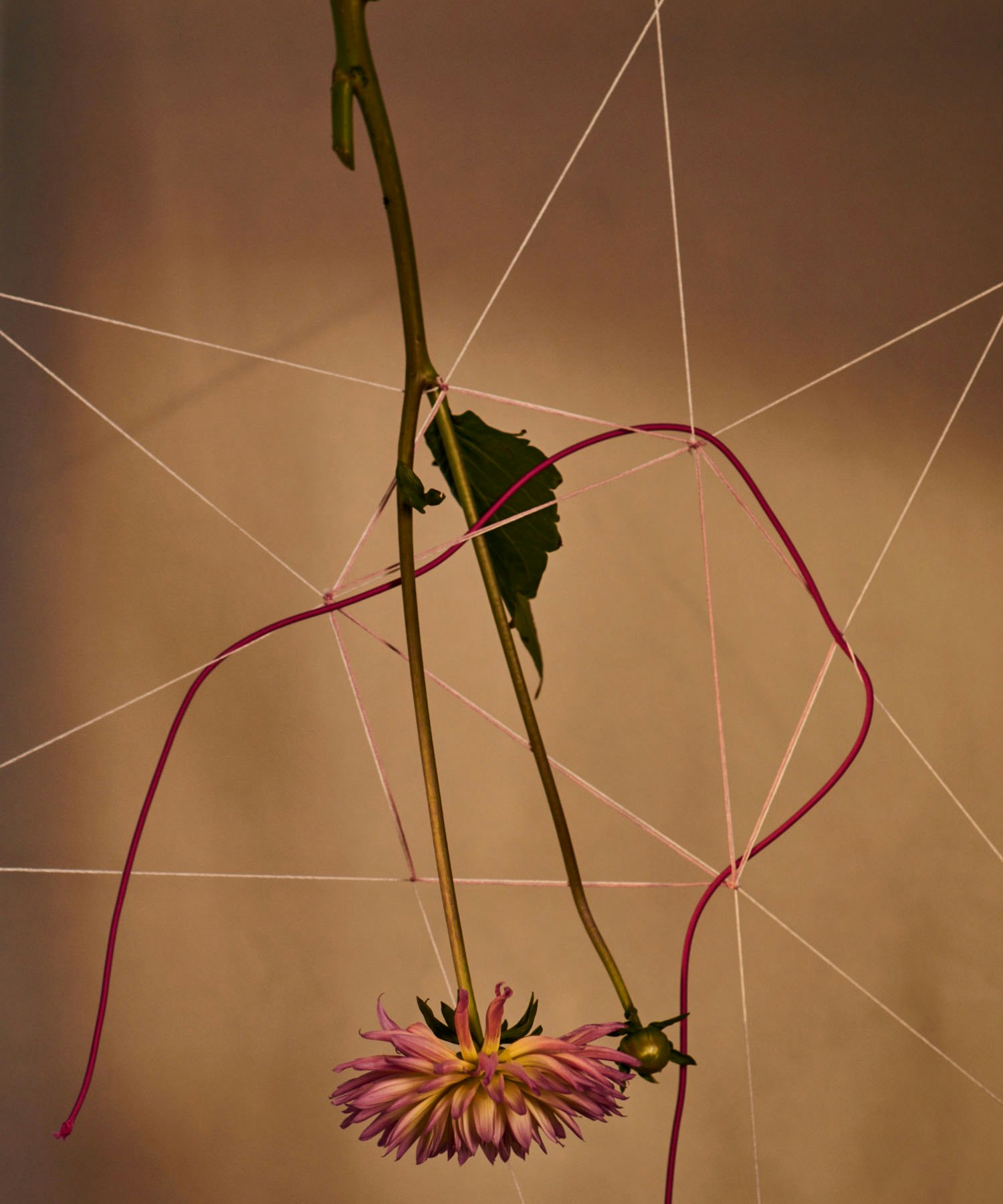 Fractal_6 -