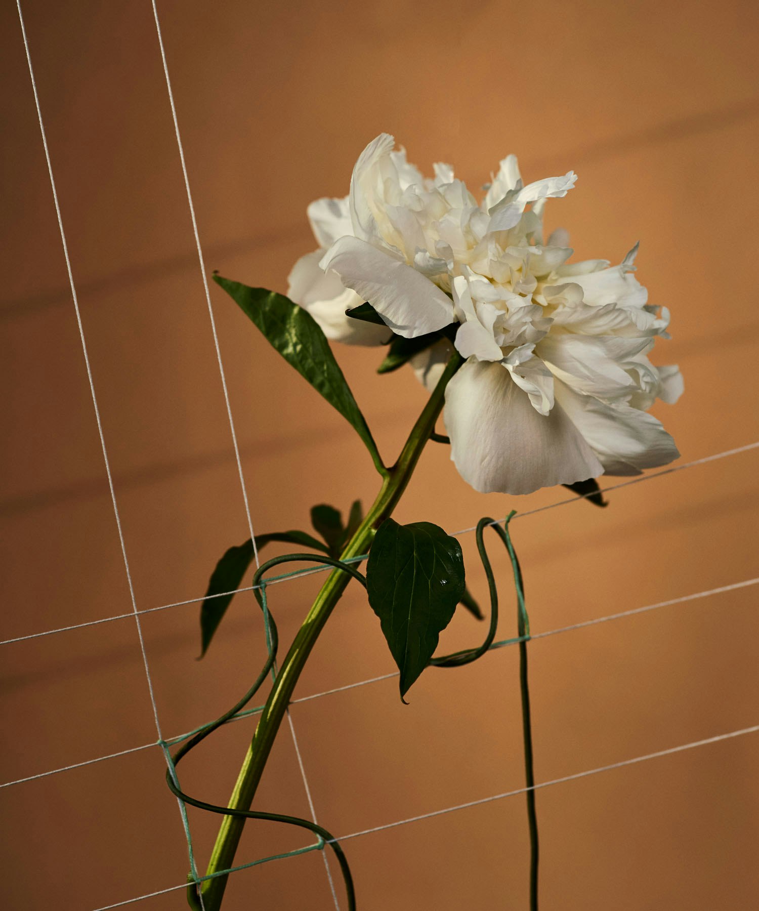 Fractal_3 -