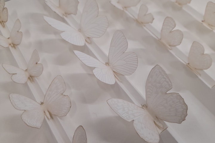 The Lost Wings of Summer