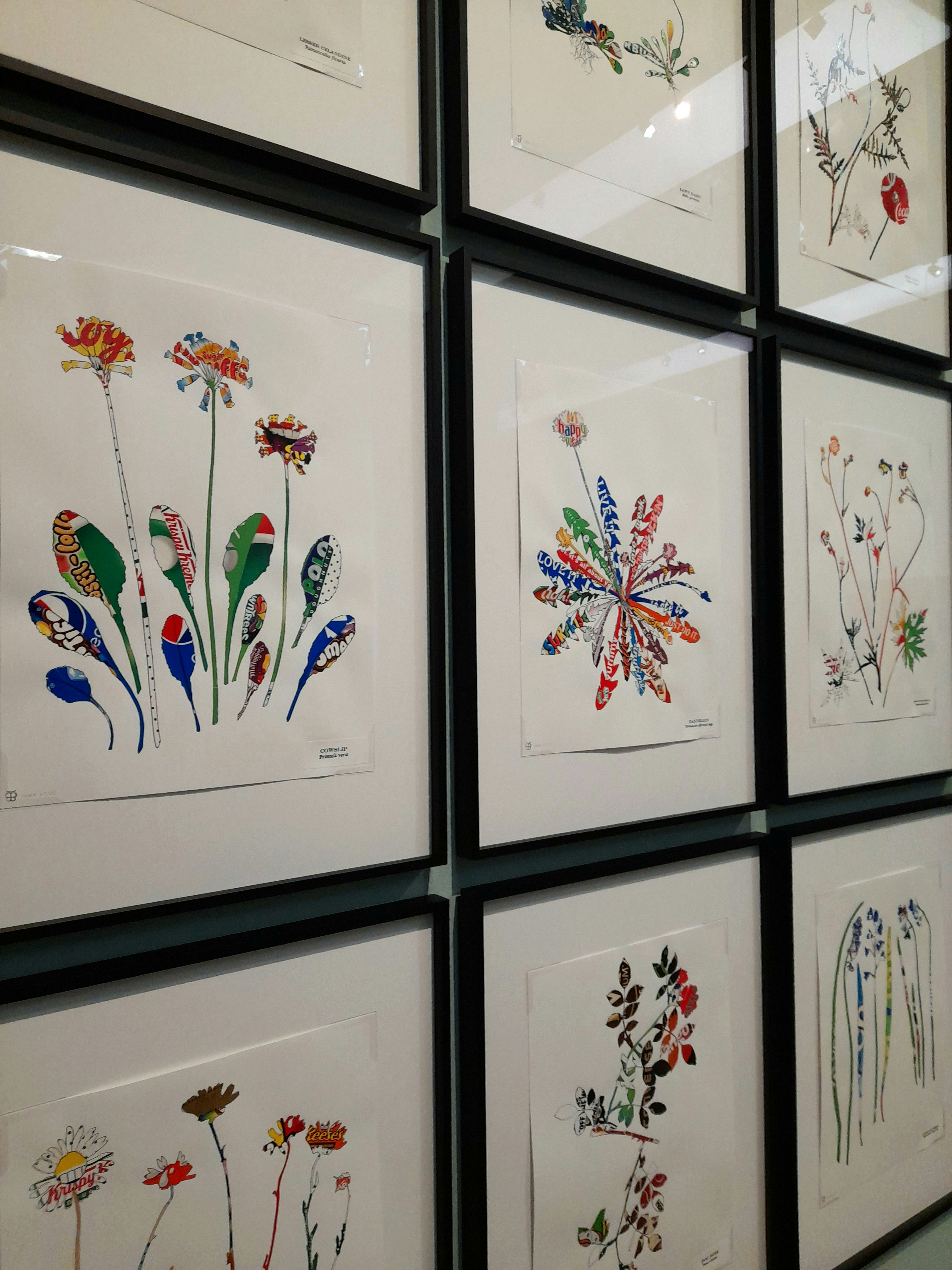 A group of silhouettes of wild plants made from paper packaging in frames on a gallery wall