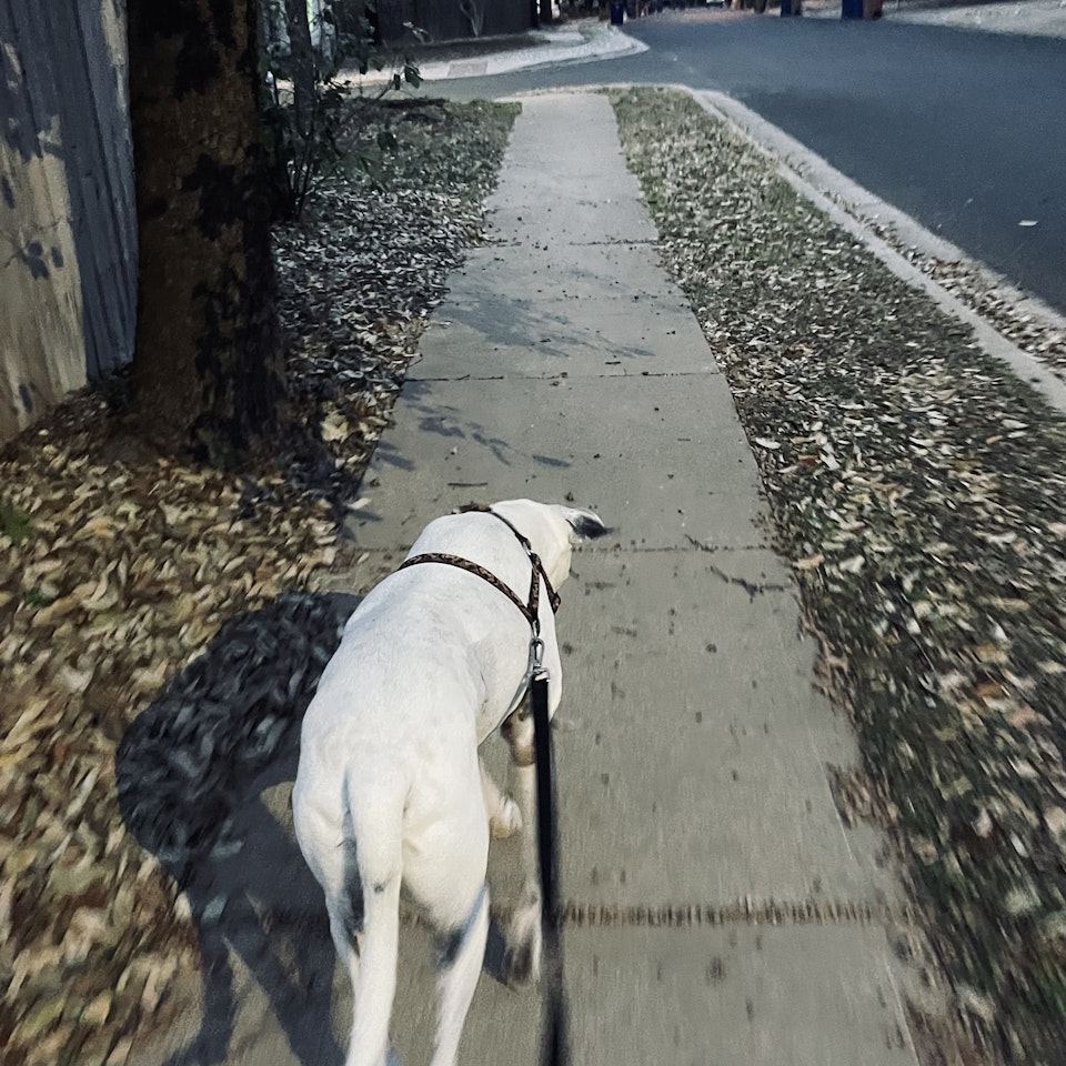 audishores - 1.16 | ~2 miles walking with Spenser and a podcast