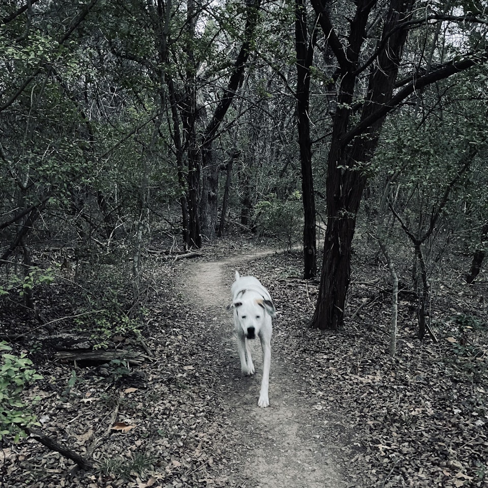 audishores - 1.21 | Drizzly 2.5 mile hike with Spenser and weighted vest. Spotted a coyote chasing a deer!