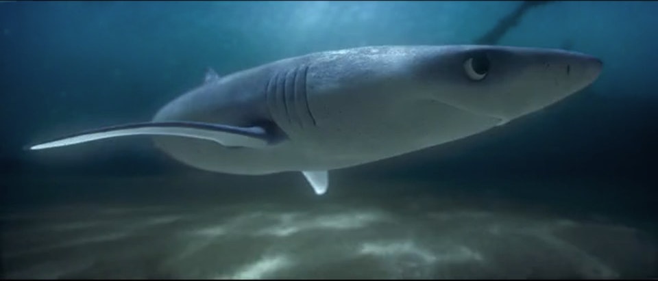 Greg Hackett Greenpeace 'The Lonely Shark'