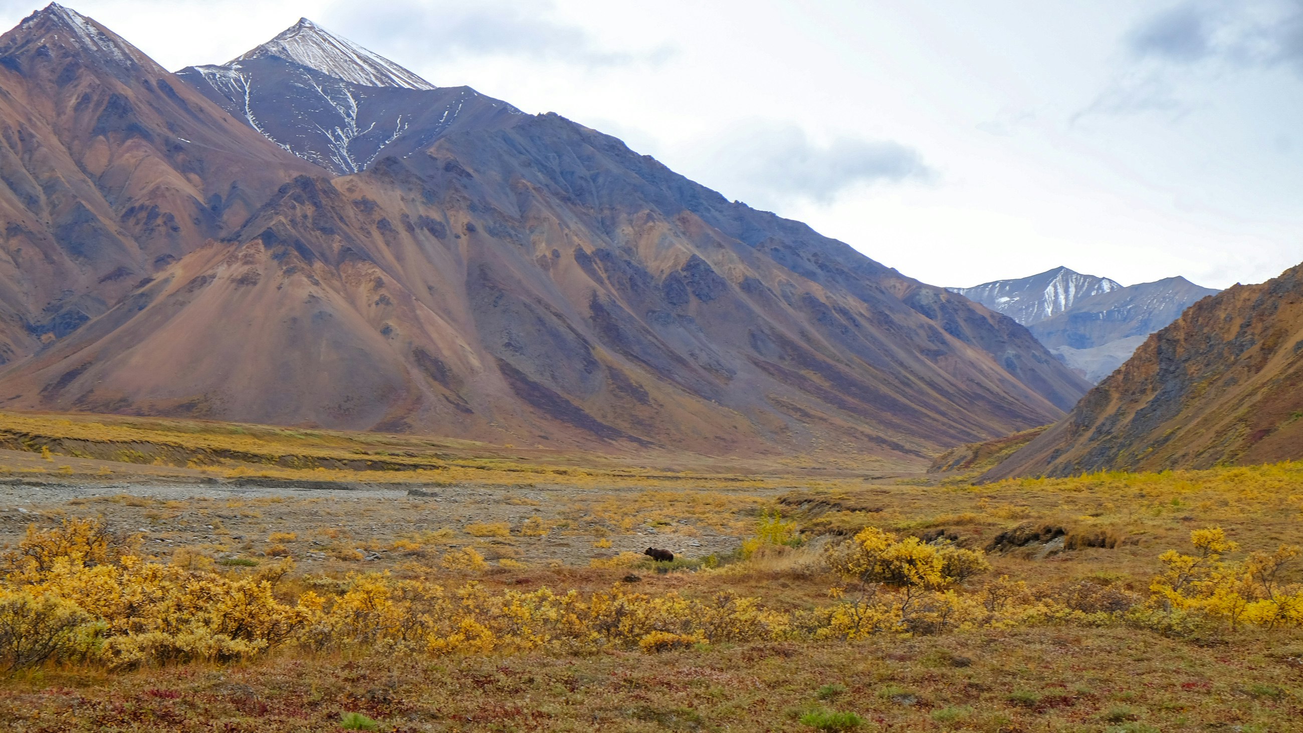 Another Grizzly - Denali National Park