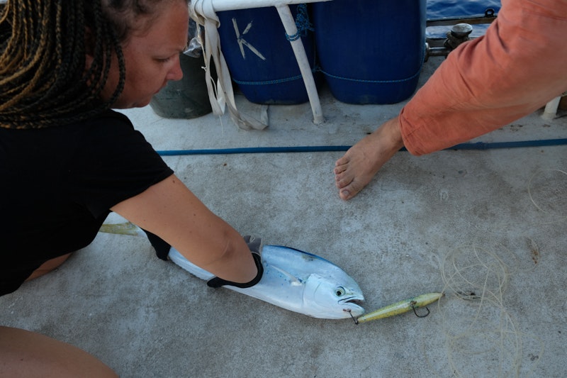 pêche mahi-mahi couleur blanc