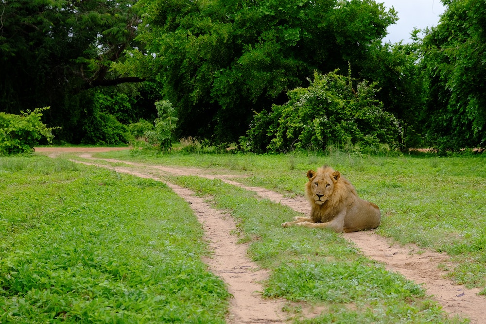 Lion South Luangwa Zambia