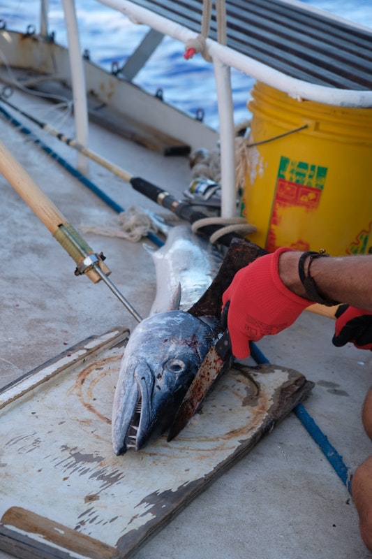 pêche barracuda dents tête