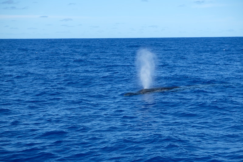 Une baleine nous file le train