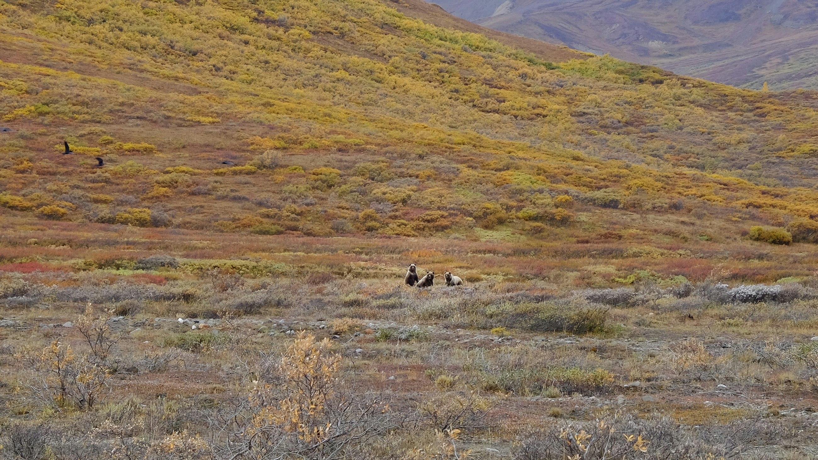 Three Grizzlies - Denali National Park