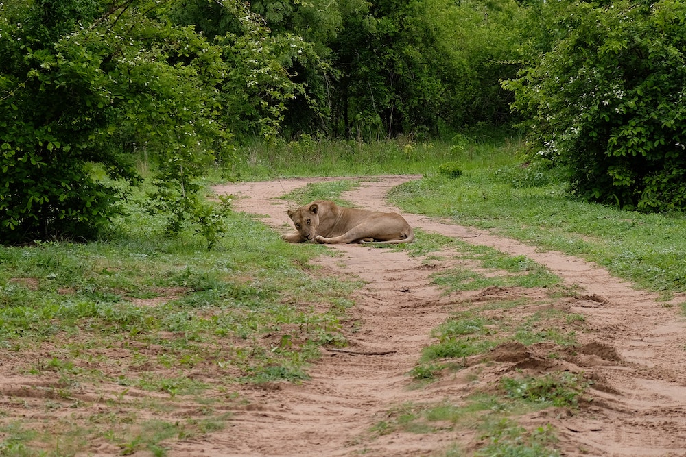 Lionness South Luangwa Zambia
