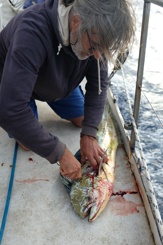 pêche poisson mahi-mahi