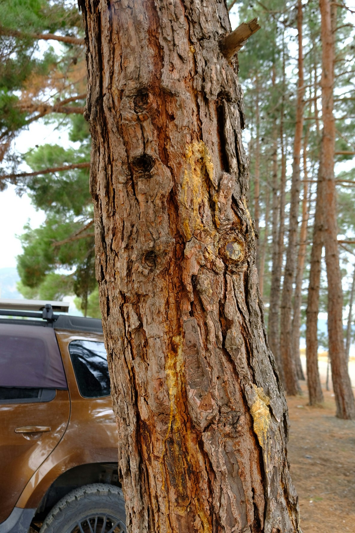 tree sap fuel tank leak