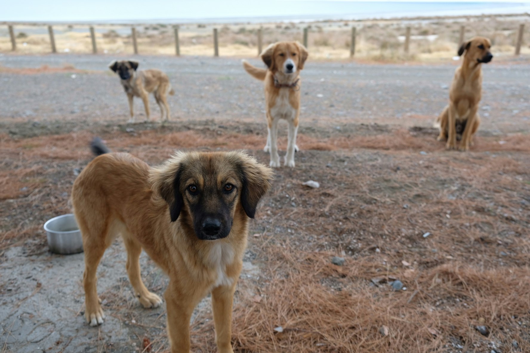 four dogs turkey lake salda