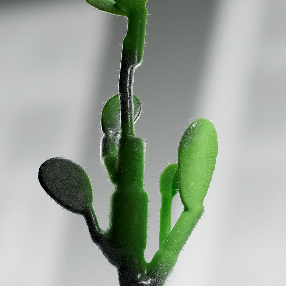 3D EXPERIMENTS cactus_Final