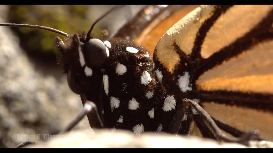 The Butterfly Trees / El Árbol de Mariposas -